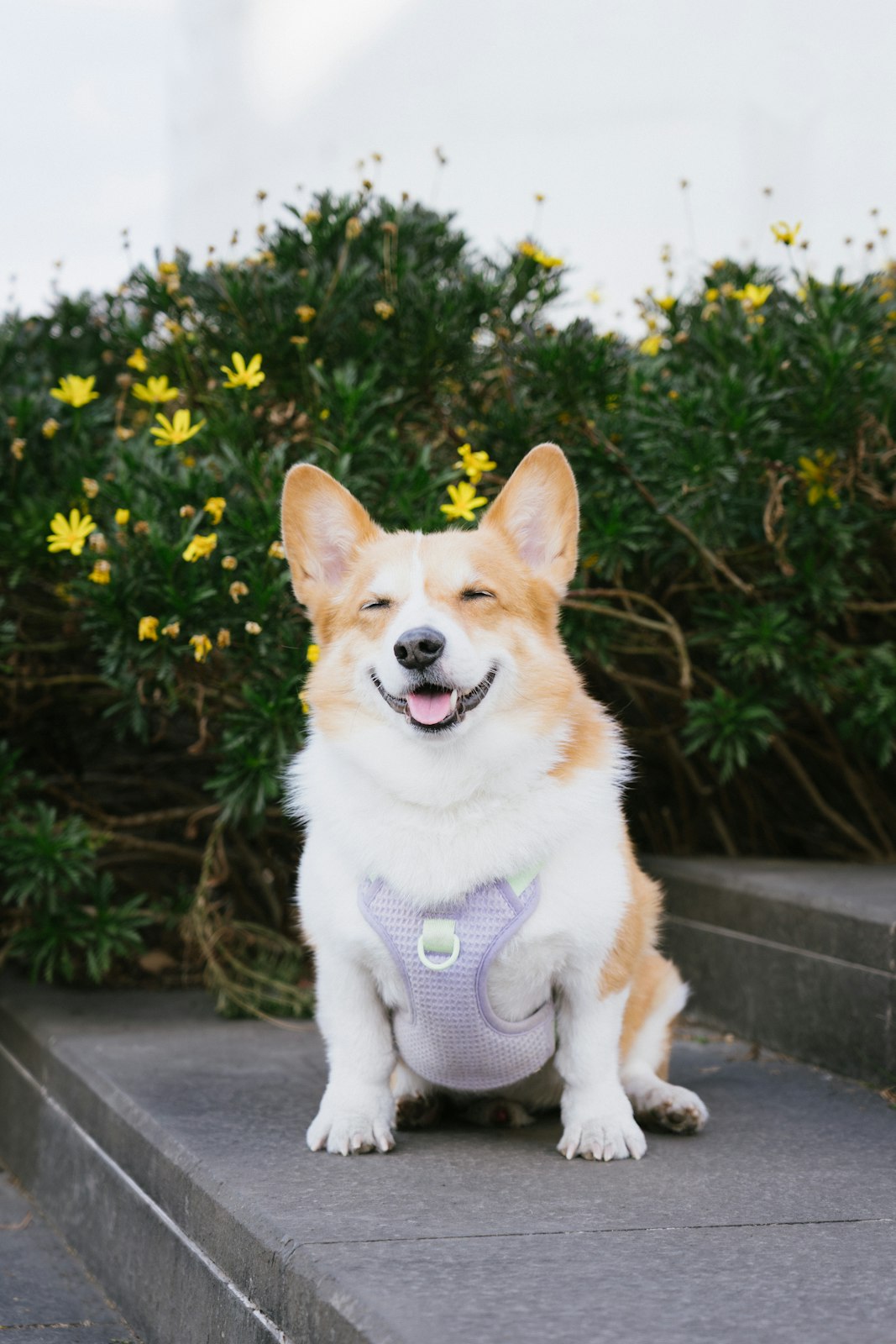 A corgi on stone steps in front of yellow flowers