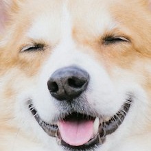 Before: a 220 pixel crop of the corgi's face, enlarged and blurry